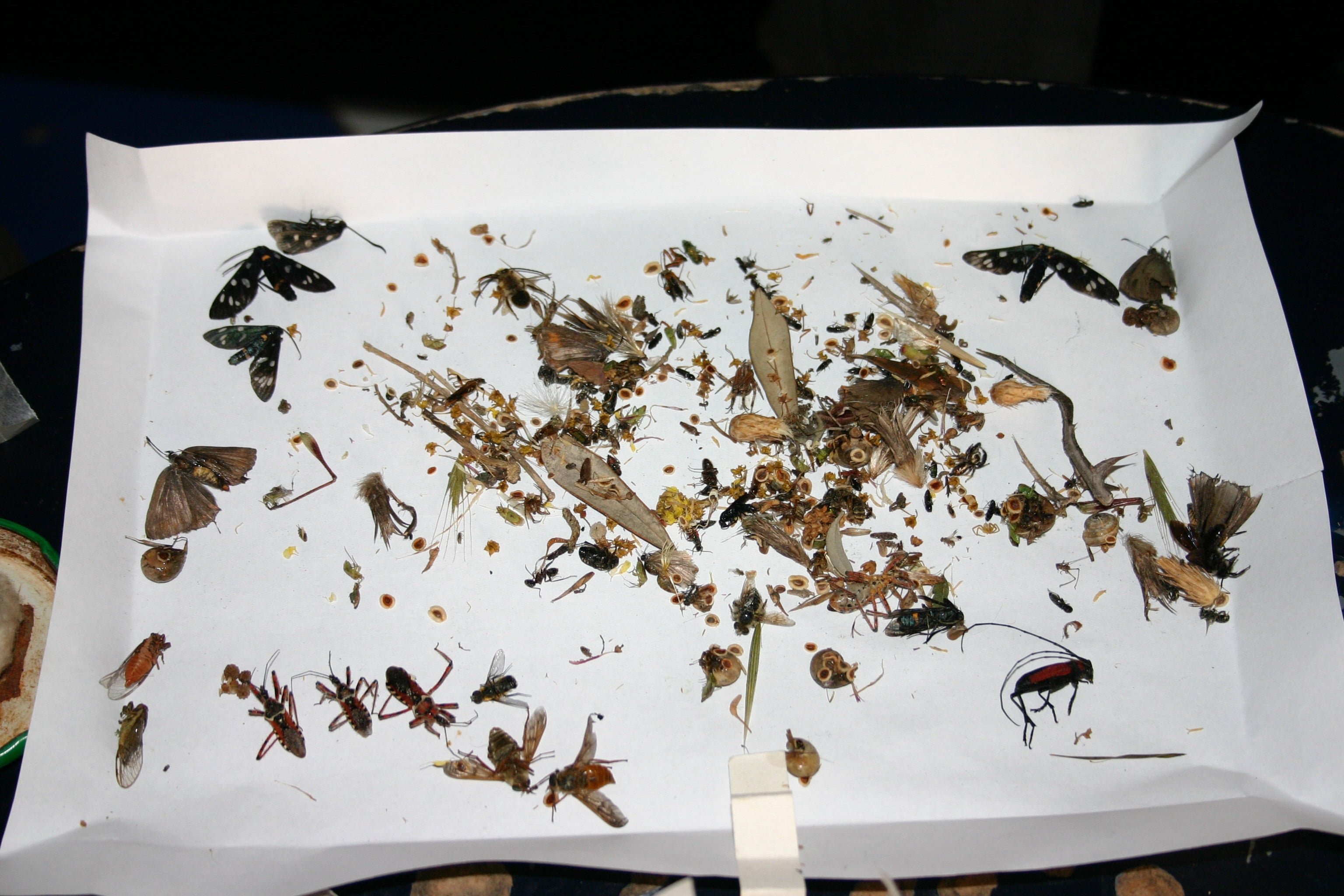 Tăviță cu insecte proaspăt colectate (ce urmează a fi preparate)
