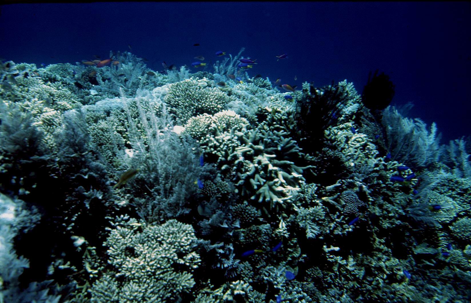 Aspect din zona coralieră din preajma Insulei Bunaken (fotografie realizată de membrii echipei)