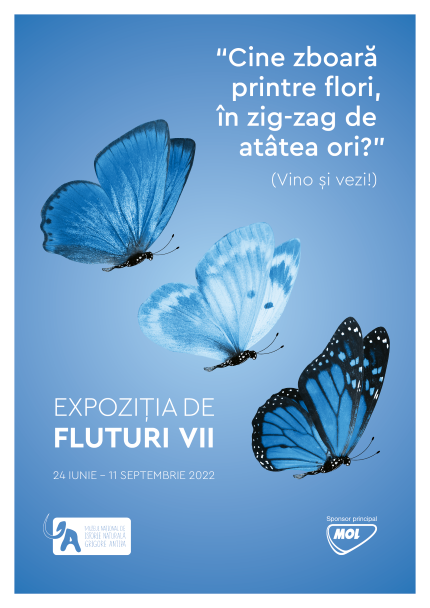 Expoziție de fluturi exotici vii 2022, poză cu fundal albastru în care zboară 3 fluturi din specia Morpho