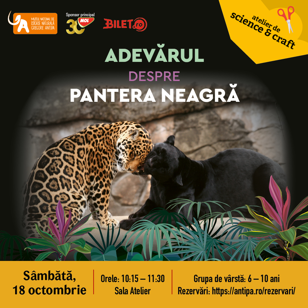 Adevărul despre pantera neagră