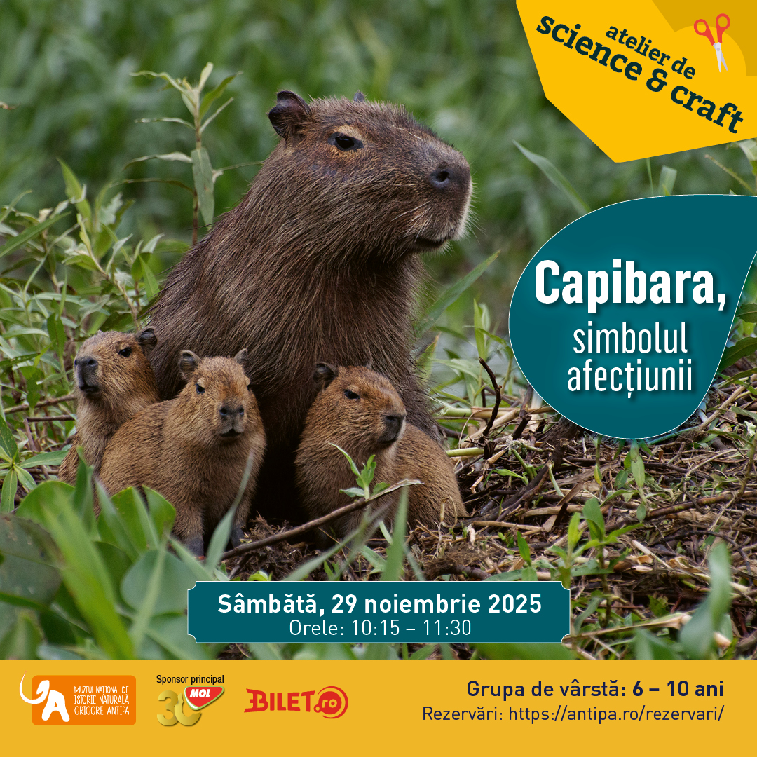 Capibara simbolul afectiunii 29 noiembrie 2025