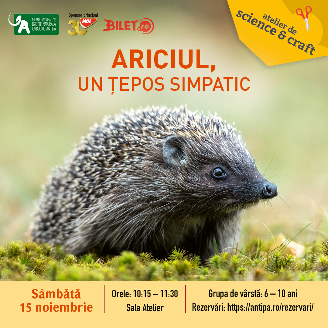 Ariciul, un țepos simpatic 15 noiembrie 2025