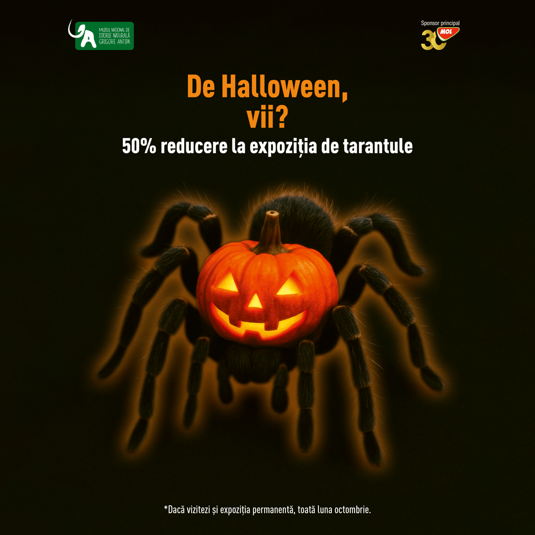 Afis oferta tarantule octombrie 2025