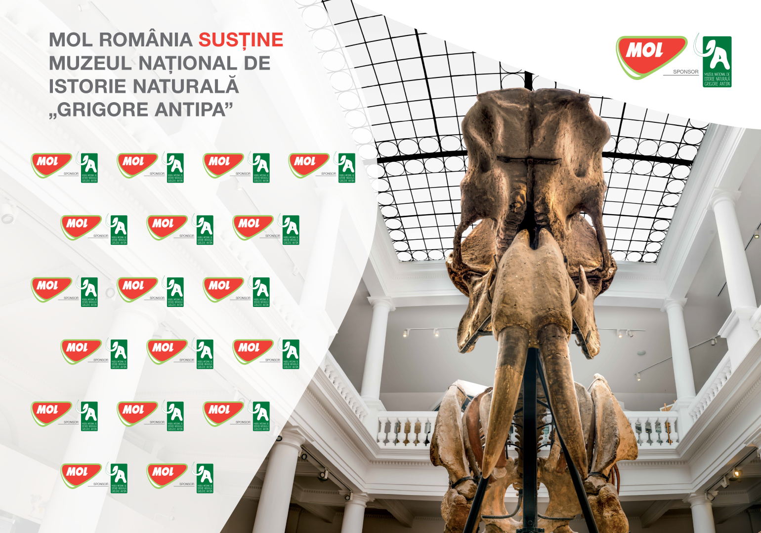 Vizual MOL Antipa Cifre si fapte 2025