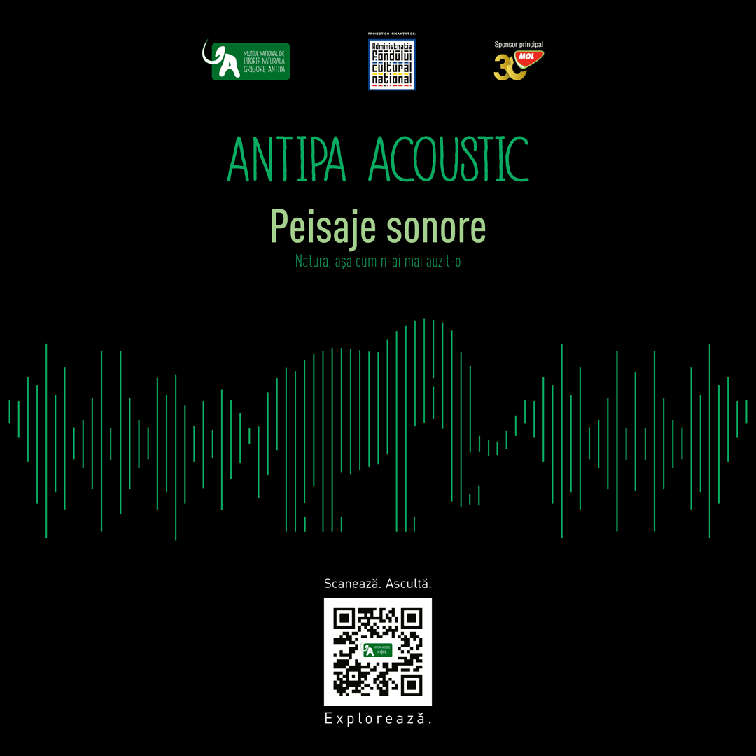 Vizual ads Antipa Acoustic verde elefant
