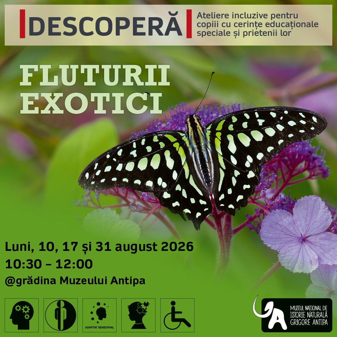 Descoperă_fluturi_exotici