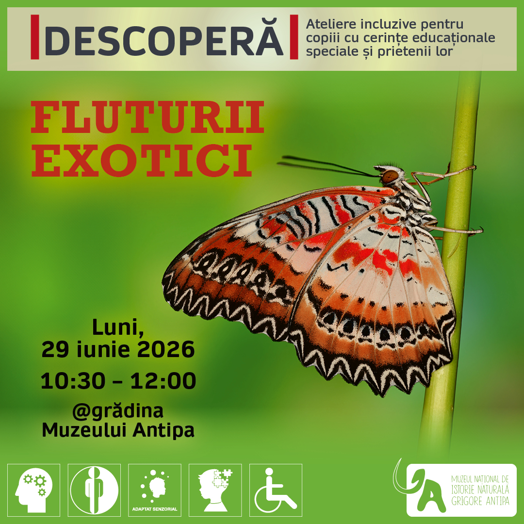 Descoperă_fluturi_exotici