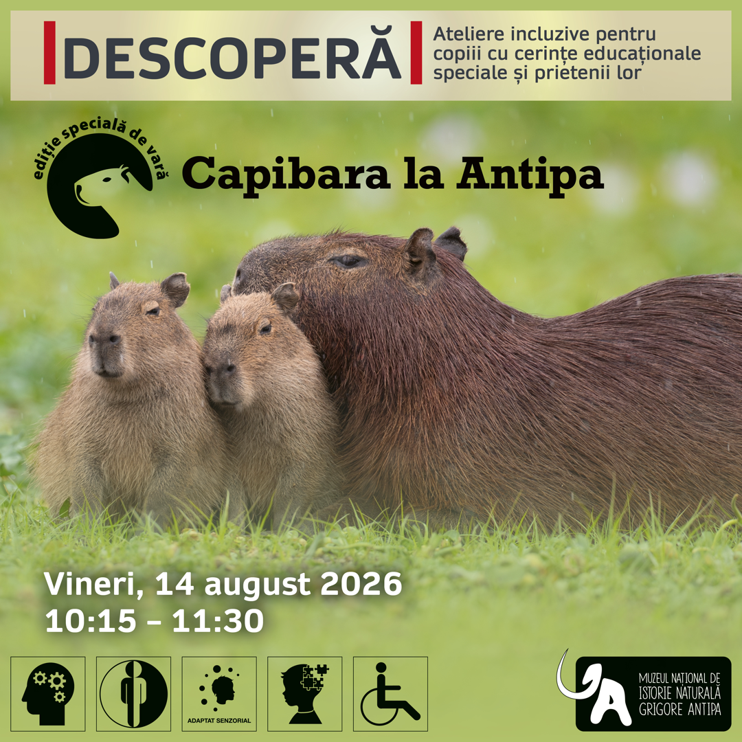 Afis atelier incluziv Descoperă Capibara la Antipa