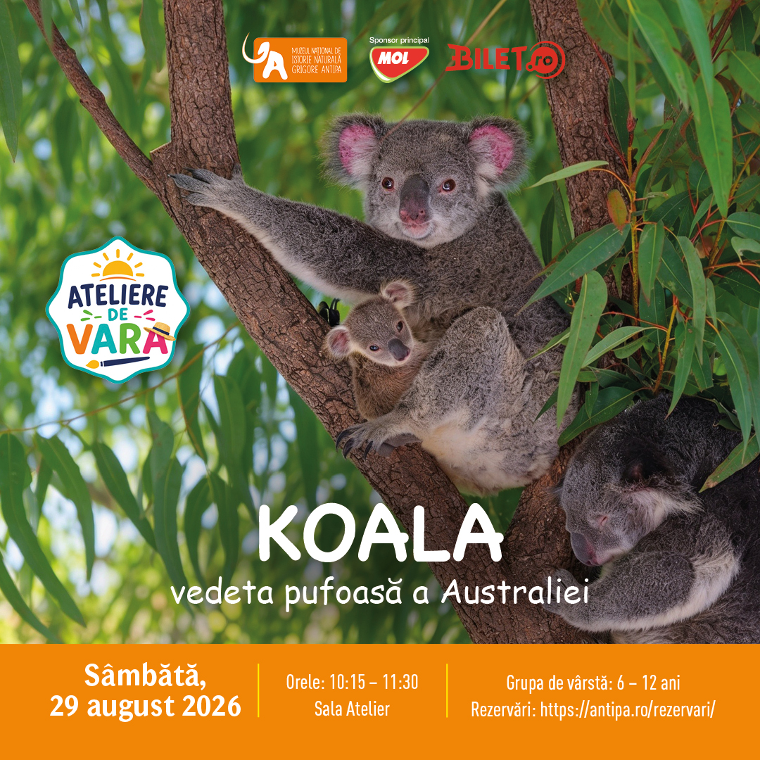 Afiș pentru atelierul Koala, vedeta pufoasă a Australiei