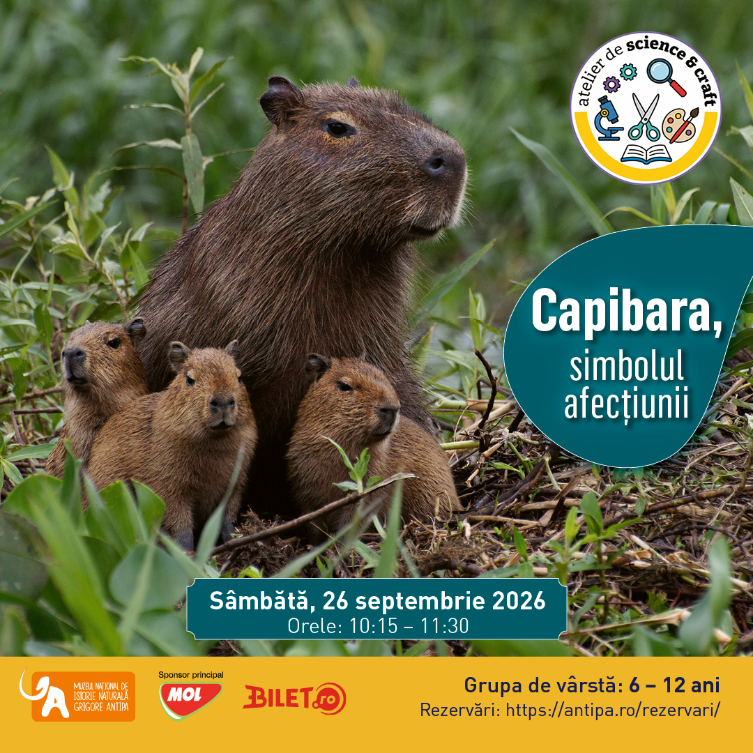 Afiș atelier pentru copii Capibara simbolul afecțiunii la Muzeul Antipa
