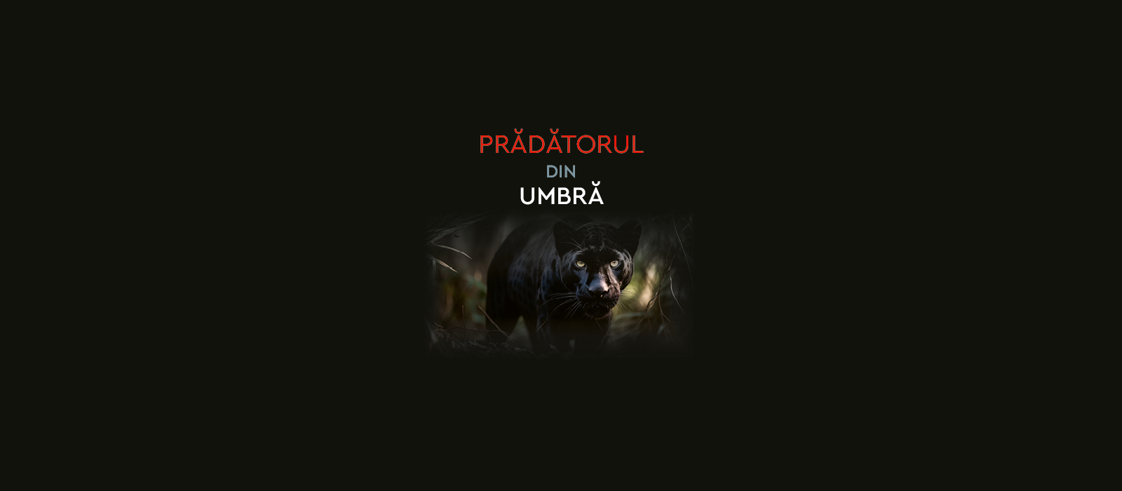 Prădătorul din umbră - pantera neagră — București